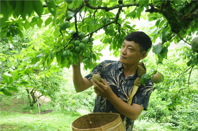 Cử nhân công nghệ thông tin thu lãi 700 triệu đồng mỗi năm từ trồng mận hữu cơ (8/5/2022)